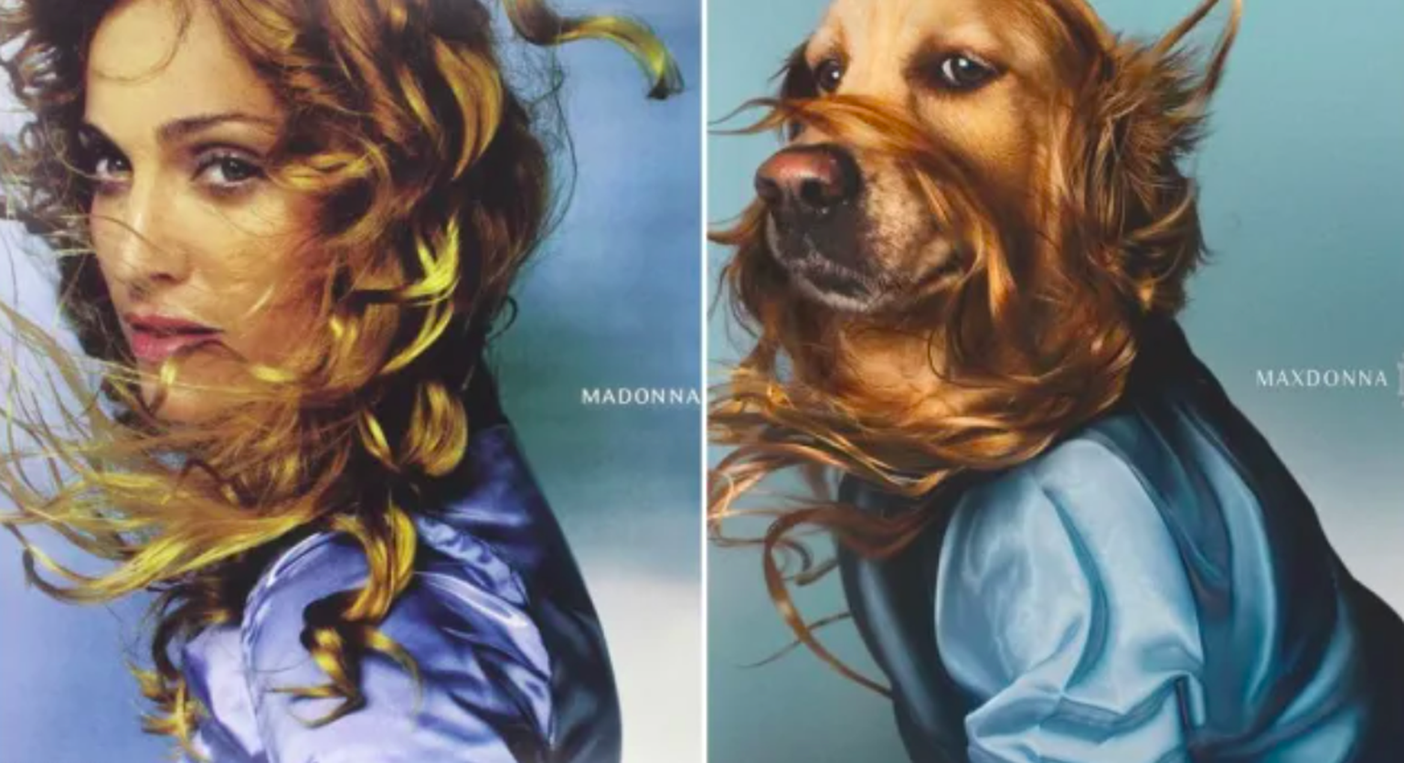 Suns Makss ir ideāls modelis, lai imitētu slavenas popmūziķes albuma vāciņus
