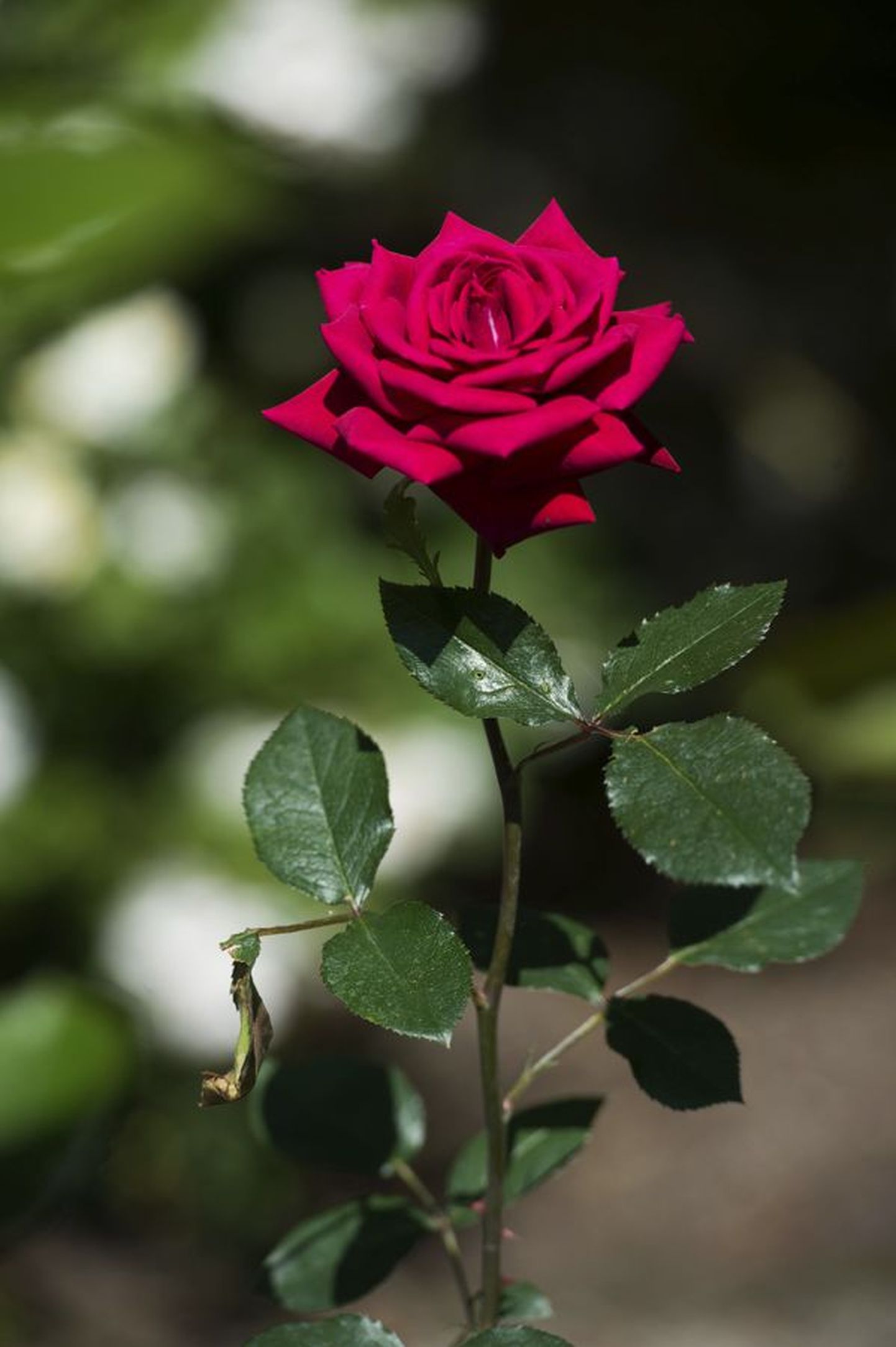 Viljandi vanalinna parkides hakkab suvel kasvama ligi tuhat roosi viiest sordist. Need on nelja värvi õitega, kuid kõige rohkem on punaseid ja valgeid.