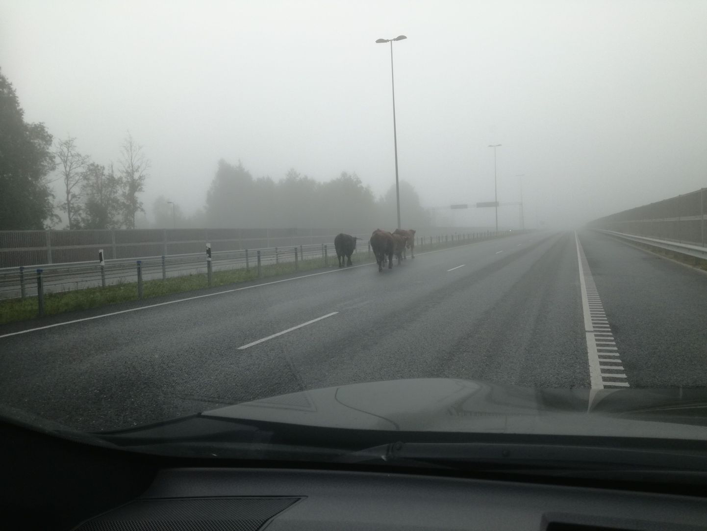 Lehmad maanteel.