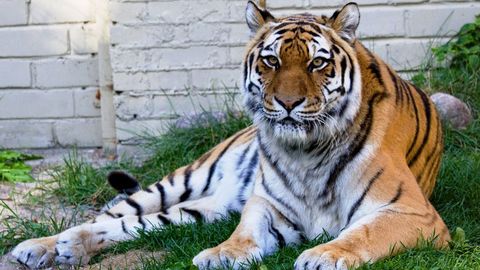 Šveitsis surmas tiiger loomatalitaja