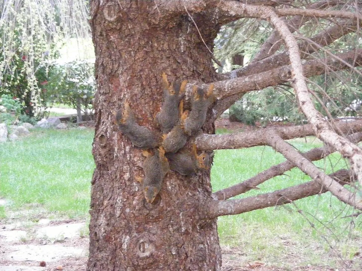 Artikli foto