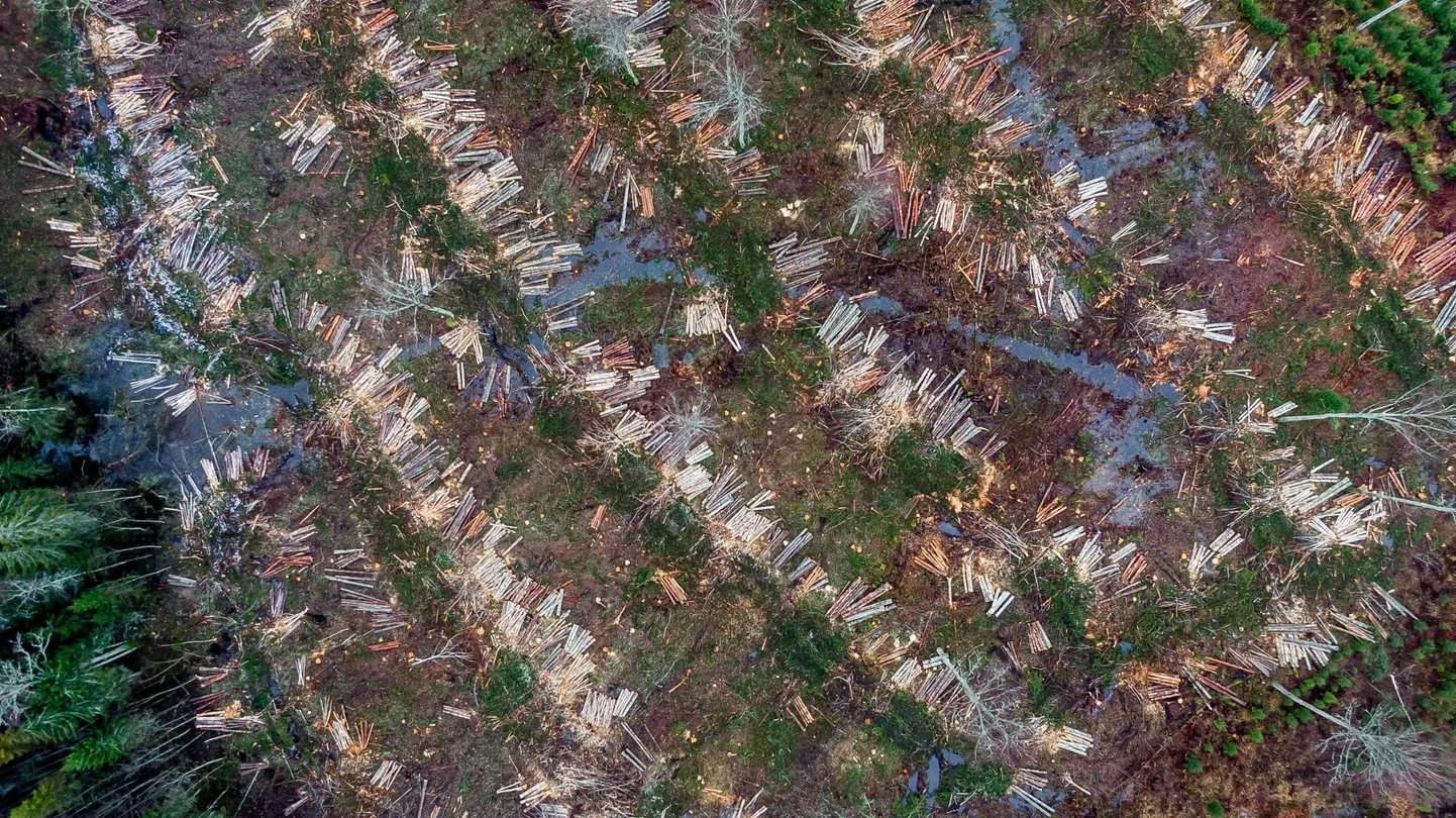 Kose 16.12.2019
RMK raietööd. Lageraie. Mets, raie, Droonifoto, aerofoto. Foto on illustreeriv.

RMK felling works. Forest, Clearfelling, drone view, aerophoto
FOTO:SANDER ILVEST/POSTIMEES FOTO: Sander Ilvest