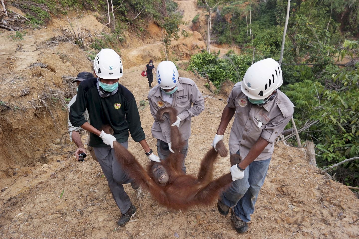 Õlipalmiistandusse eksinud ja lõksu jäänud emase orangutani päästmine.