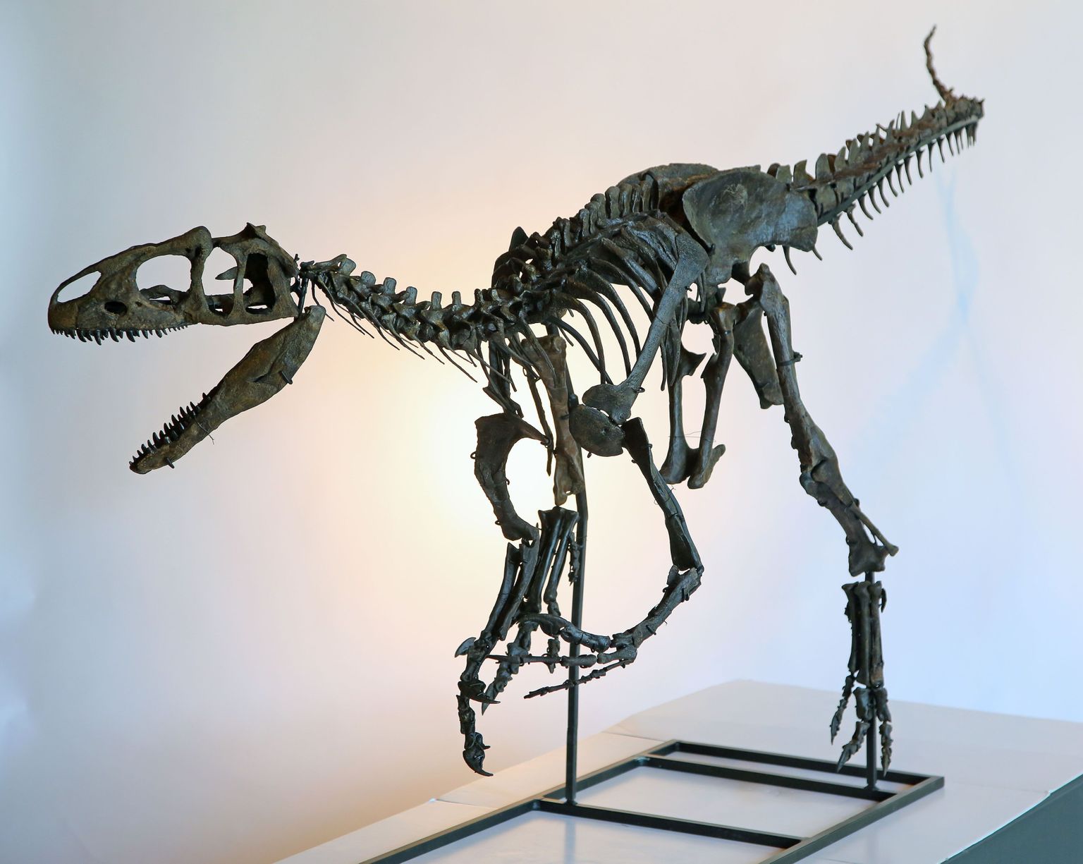 Allosauruse skelett.