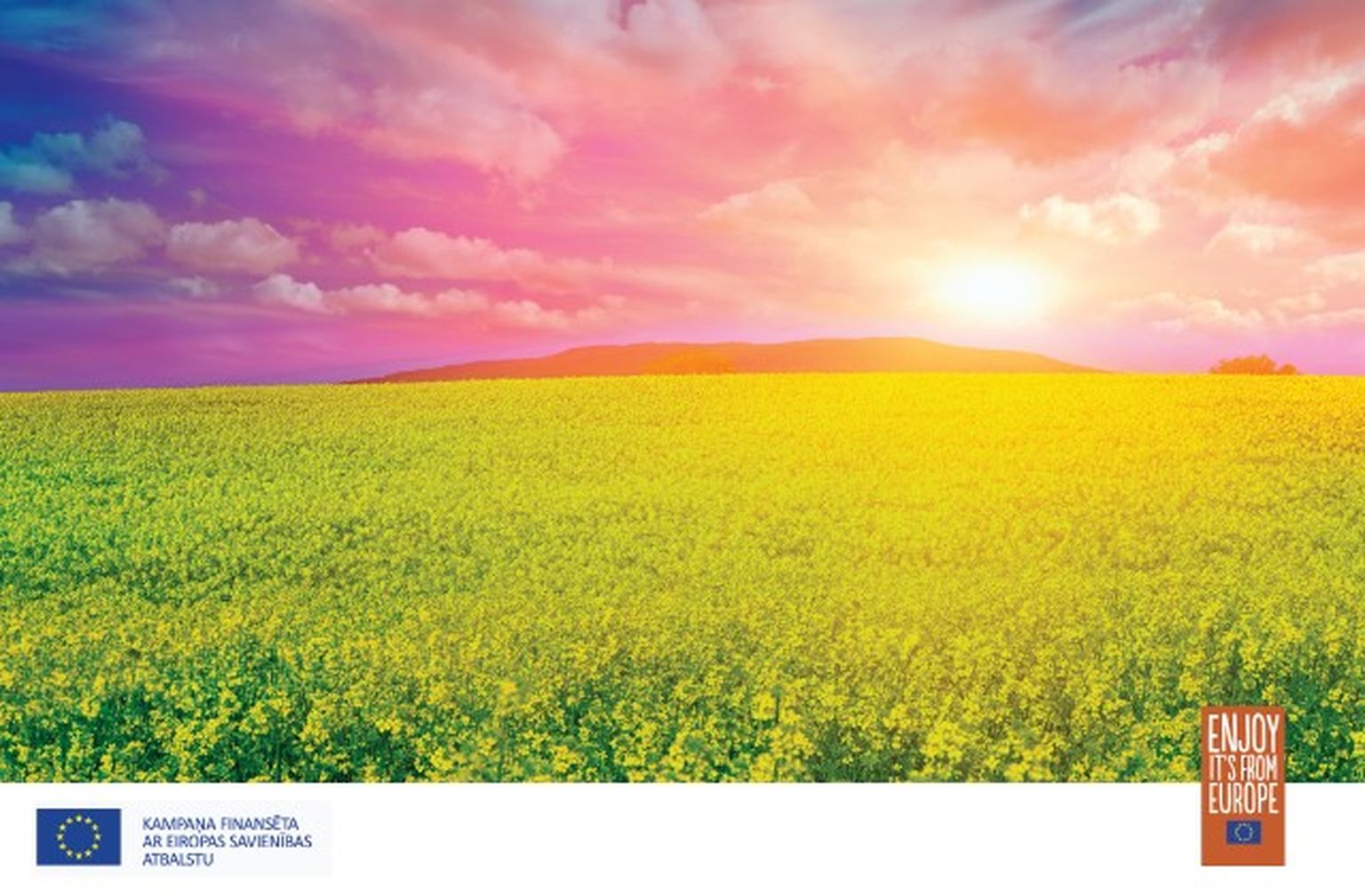 Saulains, uzturvielām bagāts un brīvs no ĢMO – Latvijā audzēts rapsis