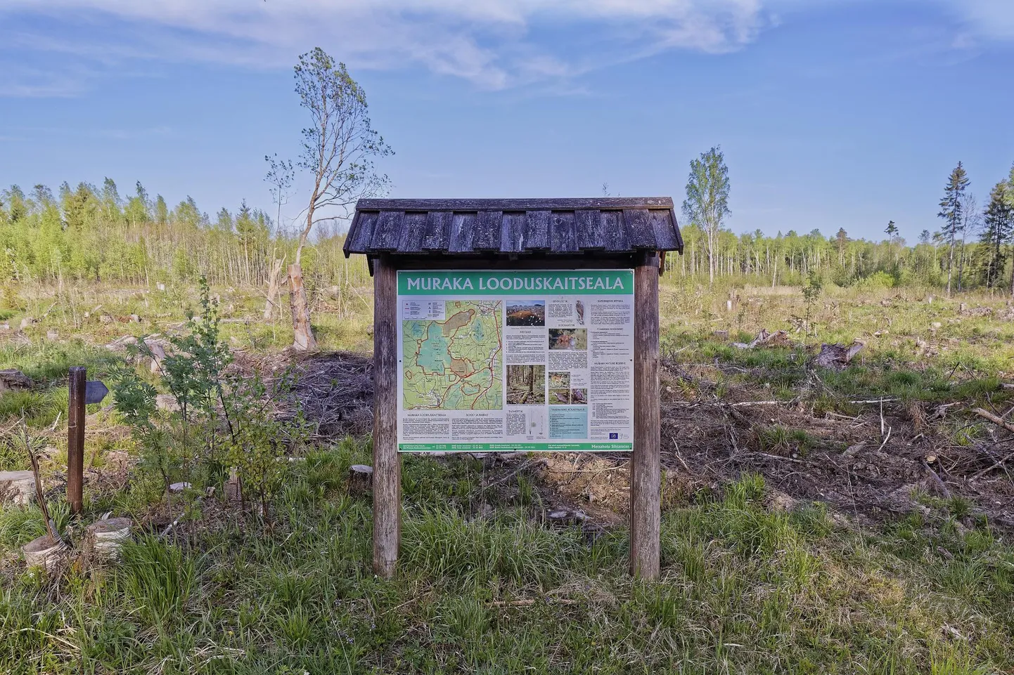 Muraka looduskaitseala matkaraja algus.
Arne Ader: «See foto on tehtud 2016. aasta maikuus. Mul oli tarvis pildistada üks suur vana metsa panoraam ja ma läksin võimalikku paika otsima ka Alutagusele. Kui 1990ndatel seal soode inventooriumi tegin, nägin Muraka raba servaaladel imelisi muinasjutumetsi... Nüüd jäid metsapildid üldse tegemata, vaatevälja jäi raiesmik raiesmiku otsa. Osa eramaadel, osa riigimaadel, aga vahet ei ju ei ole – nukraks tegid meele mõlemad. Nüüd siis on meil seal uus rahvuspark. Hea seegi. Aga see rahvuspark koosneb hajali asetatud lahustükkidest. Alutaguse riismed on seal. Nojah, sood on muidugi ikkagi võimsad ja mõni põlismetsatükk kah soosaartel.