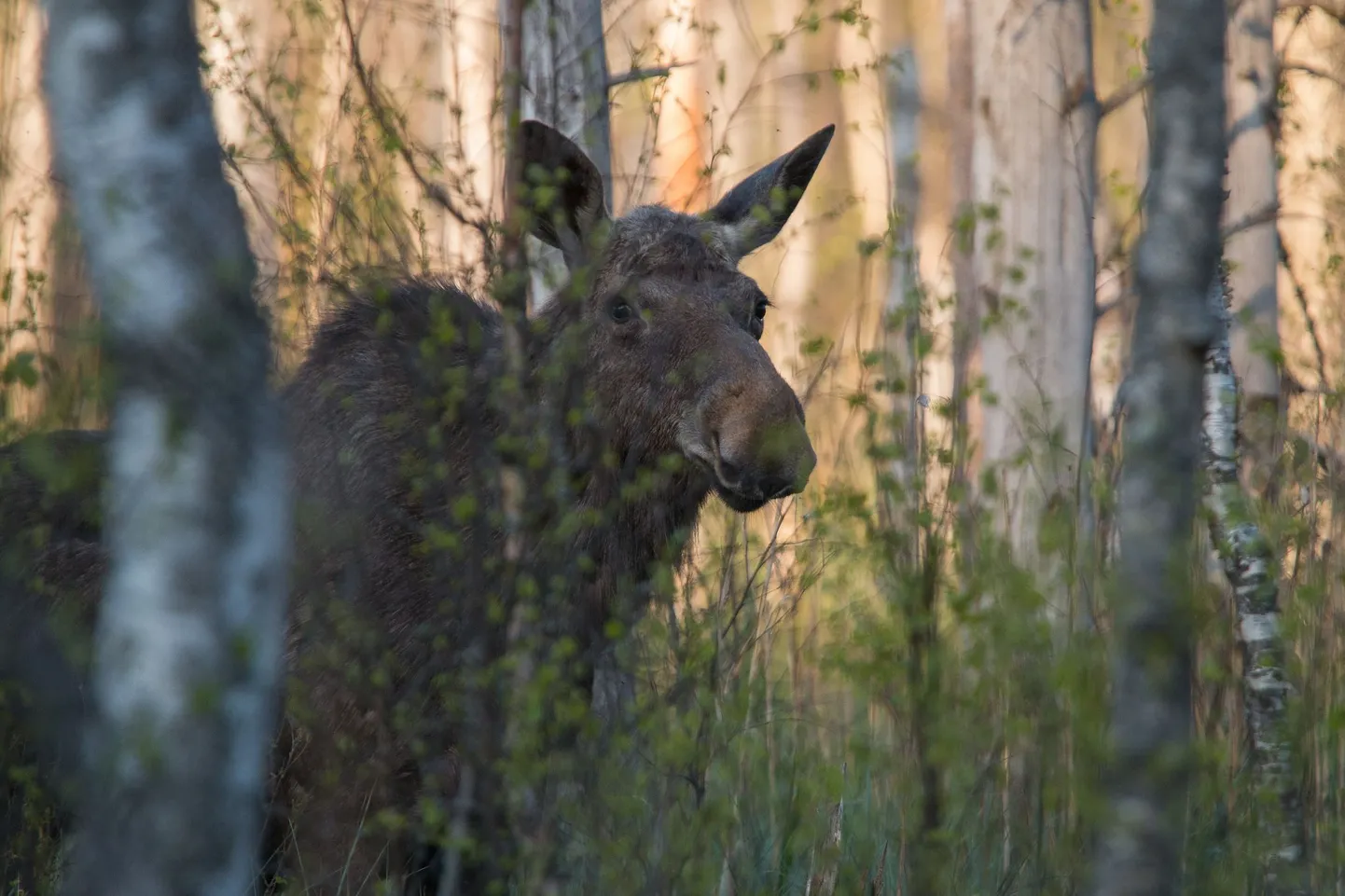 2016. aasta kevadel Kõrvemaa metsades toimunud Vereta jahil tabatud põder. Pilt on illustreeriv