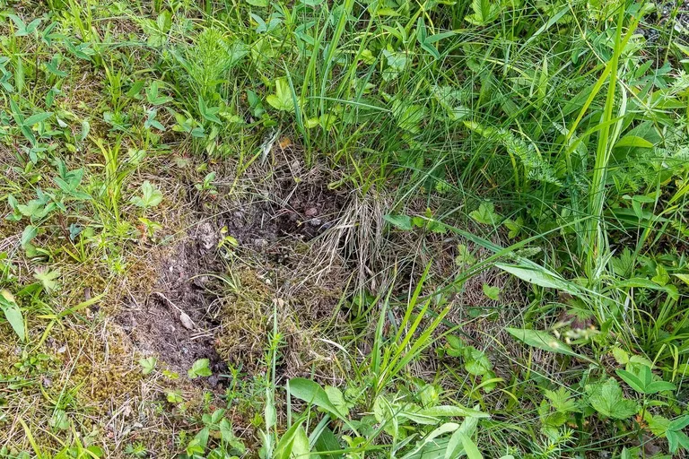 Kaunist kuldkinga Viraksaares enam õitsemas ei näe. Tema kasvukohal laiutab labidaga kaevatud auk.