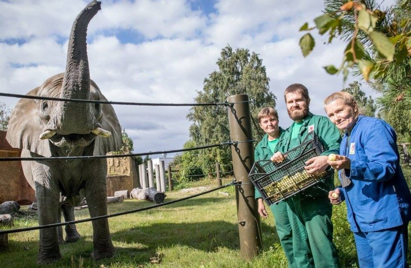 Loomaaednikud Ira, Erko ja Anne elevandiga