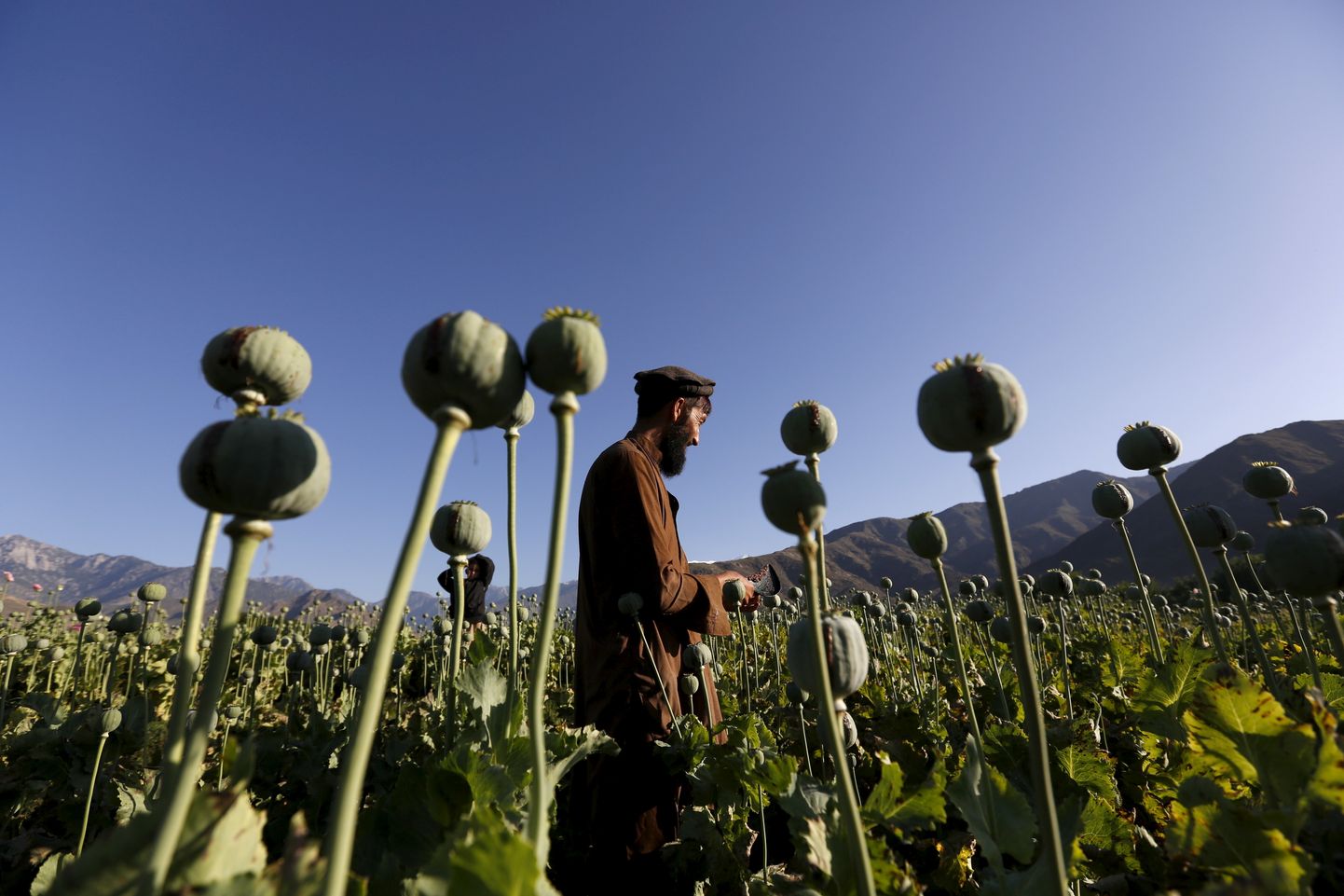 Afganistanis toodetakse suurem osa maailma heroiinist.