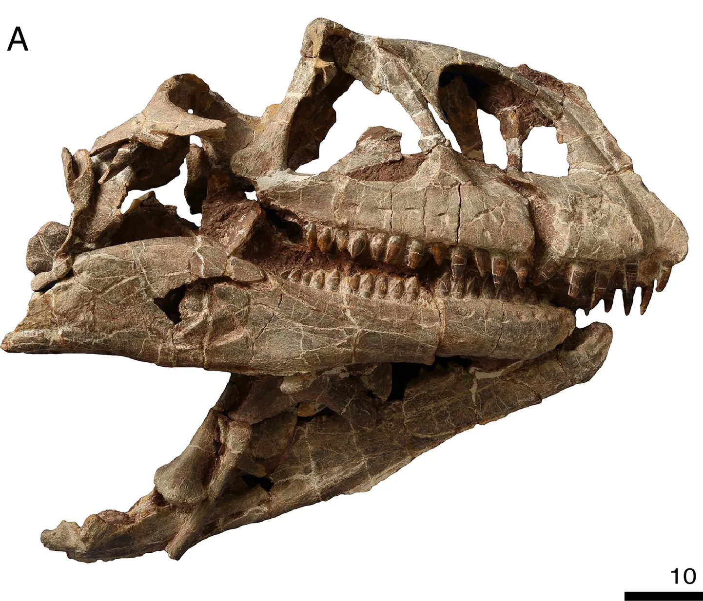 Liik sai nimeks Lishulong wangi ja see kuulub sauropodomorfide rühma.