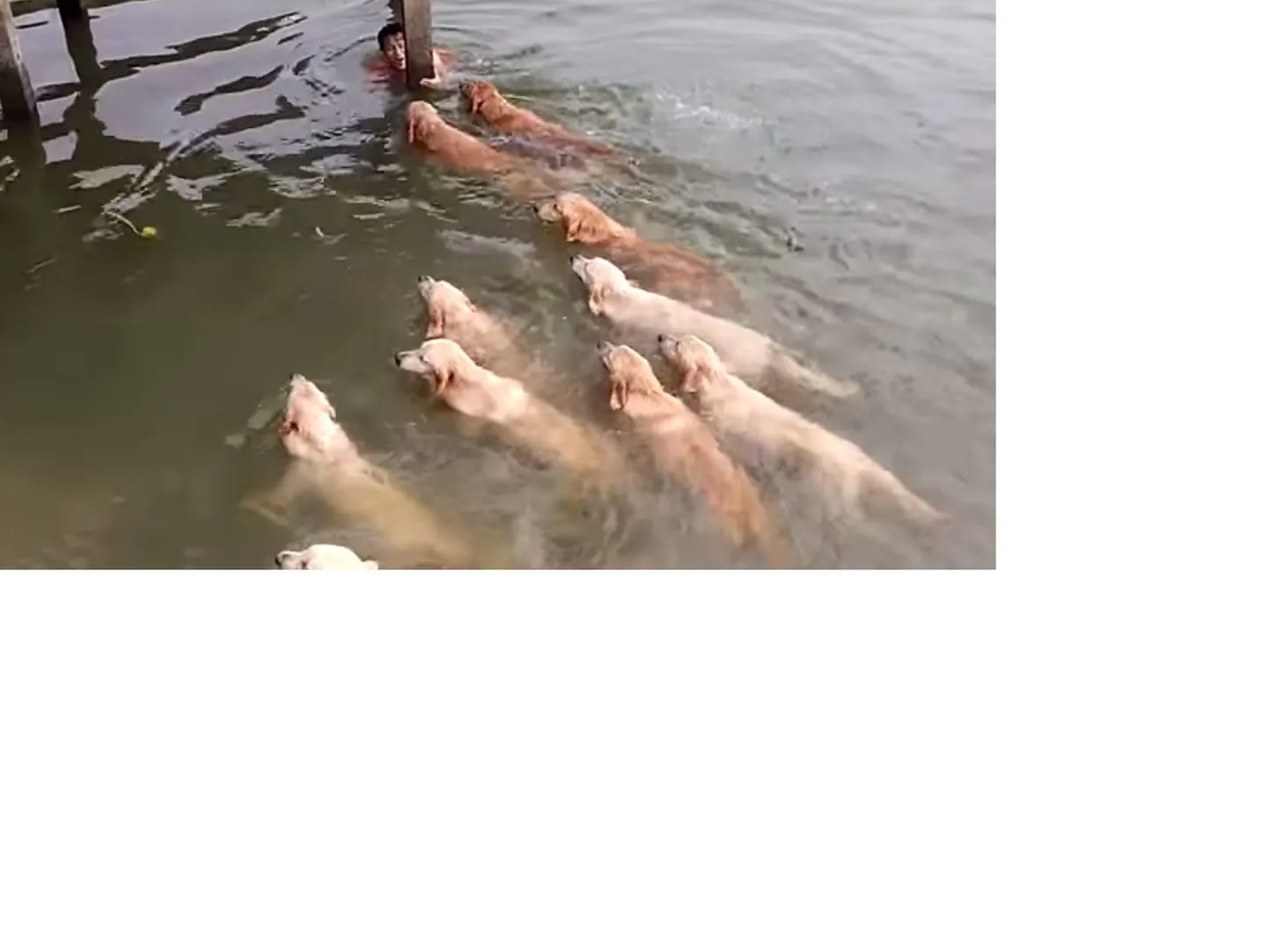 Kuldsed retriiverid üksteisega võidu ujumas