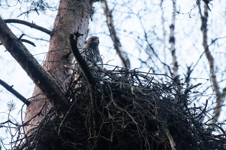 Kanakulli emaslind mullu oma pesas Kurgja metsas.