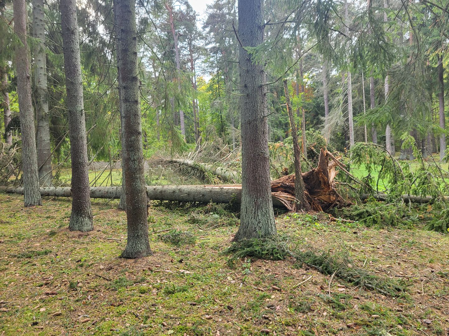 Такого большого ущерба ни один из прежних штормов Орускому парку не причинял. Бушевавший там во время рождественских праздников 2011 года ураган Патрик повалил всего 30-40 деревьев.