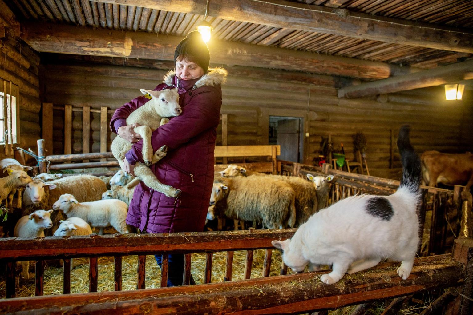 Õrna häälega määgivad talled on imetoredad. Kurgja talumuuseumi laudas on Eesti valgepealised lambad tänavu ilmale toonud 16 talle, kellest ühte hoiab süles muuseumi peaspetsialist Kersti Tammiksaar.