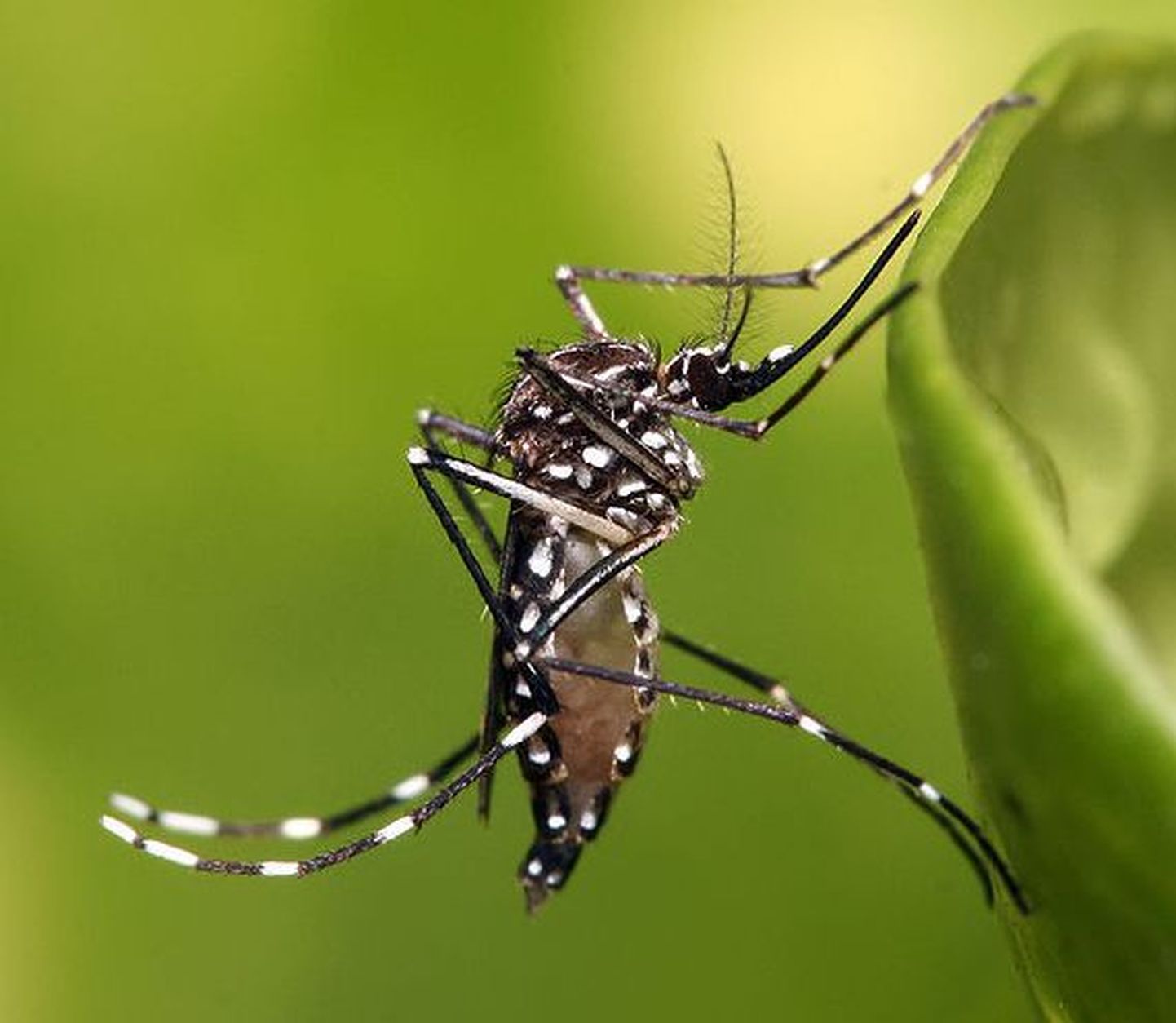 Taiwanlanna püüdis neli miljonit moskiitot
