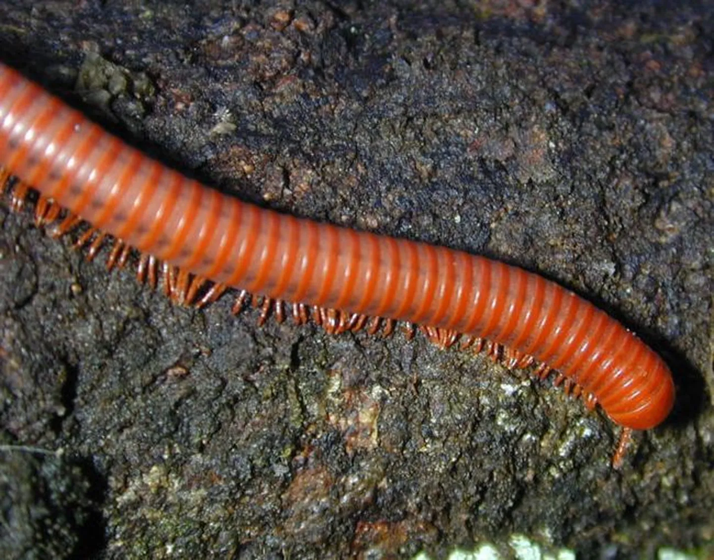 Tuhatjalgne