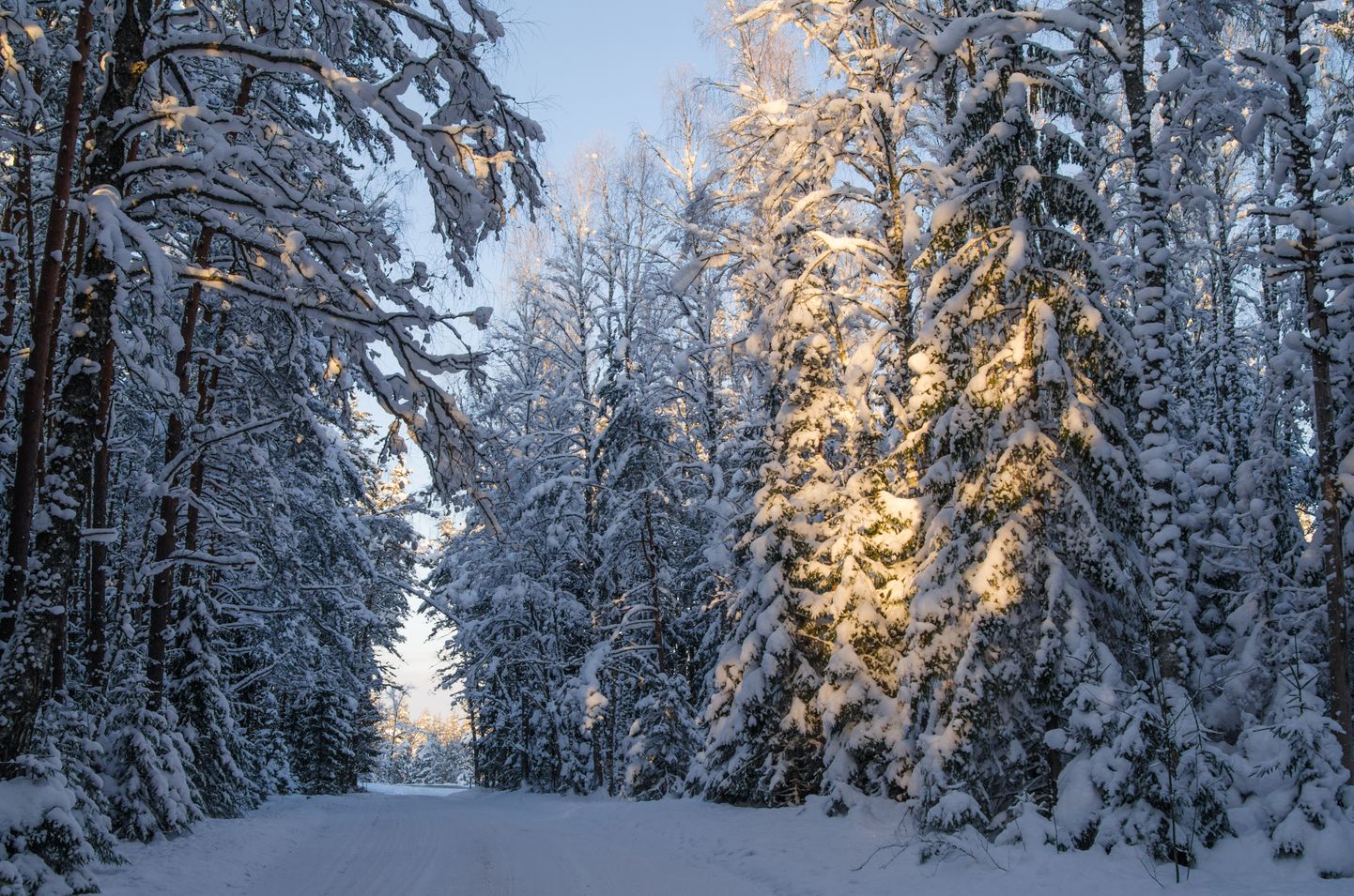 Зимний лес в Вийтна. Иллюстративное фото.