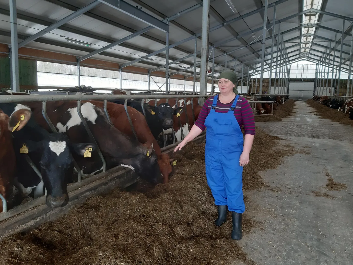 Linnamäe farmis lehmadega askeldav Olga Barabei igatses veebruari lõpul Ukrainas olevate lähedaste järele ja kippus kodumaale. Nüüd on tütred ja lapselapsed Tarvastus koos temaga ning tema süda on rahulikum.