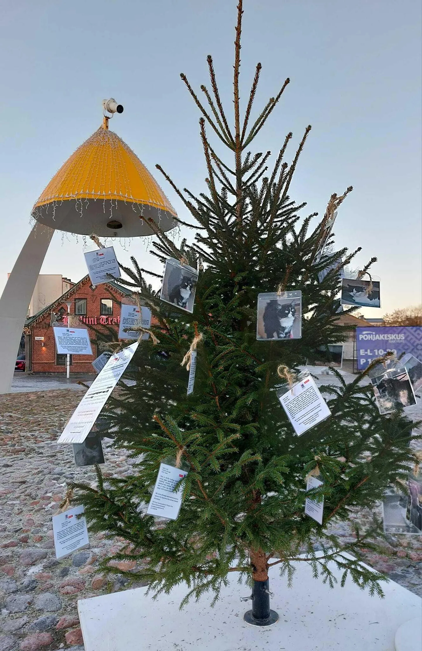 Kuusekesele on riputatud varjupaigas elavate kasside ja koerte pildid. Need loomakesed igatsevad armastavat pererahvast ja oma kodu.