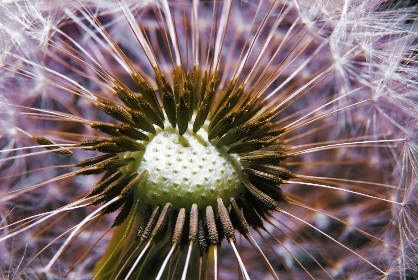 Artikli foto