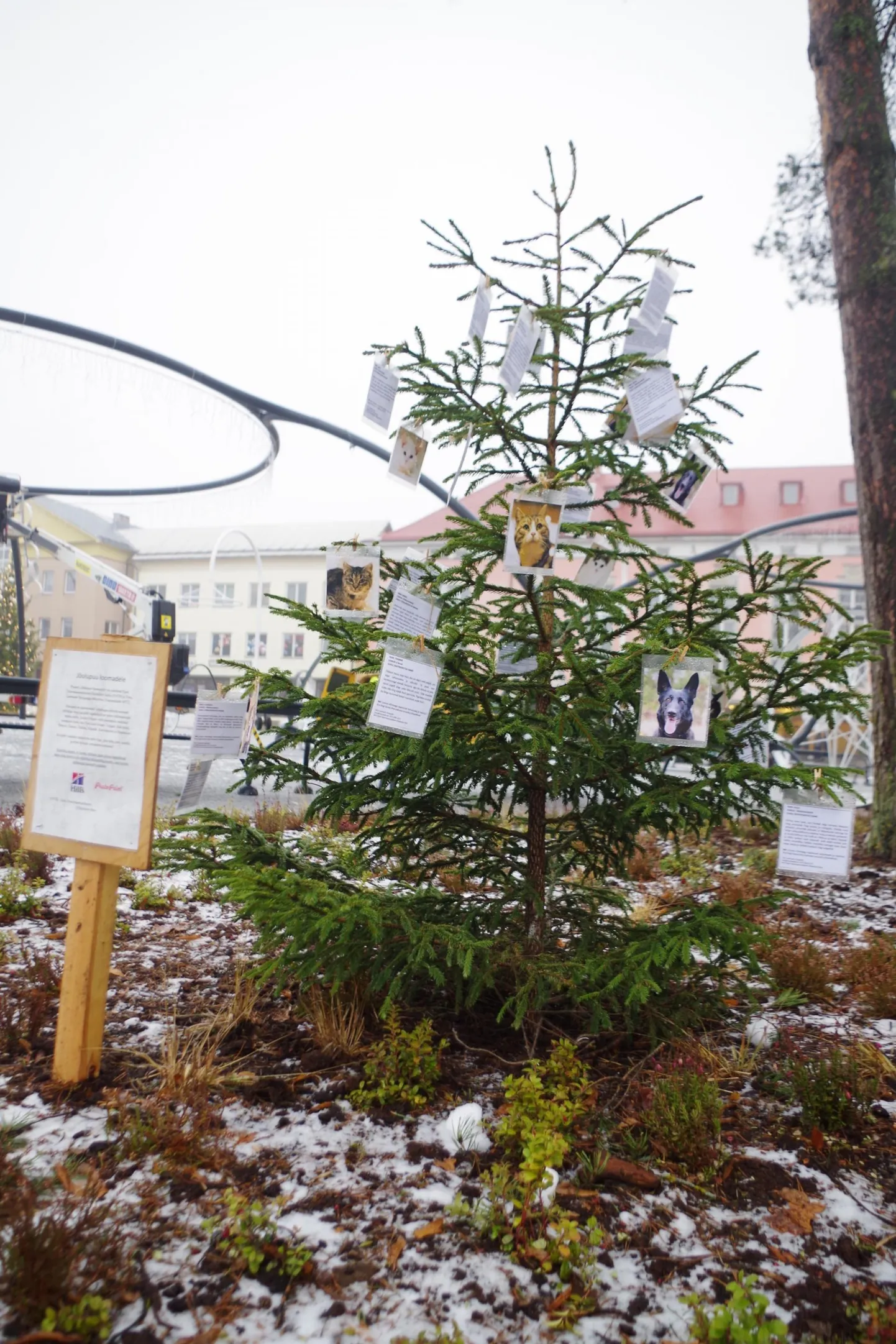 Loomade jõulupuu Võrus täitis oma eesmärgi.