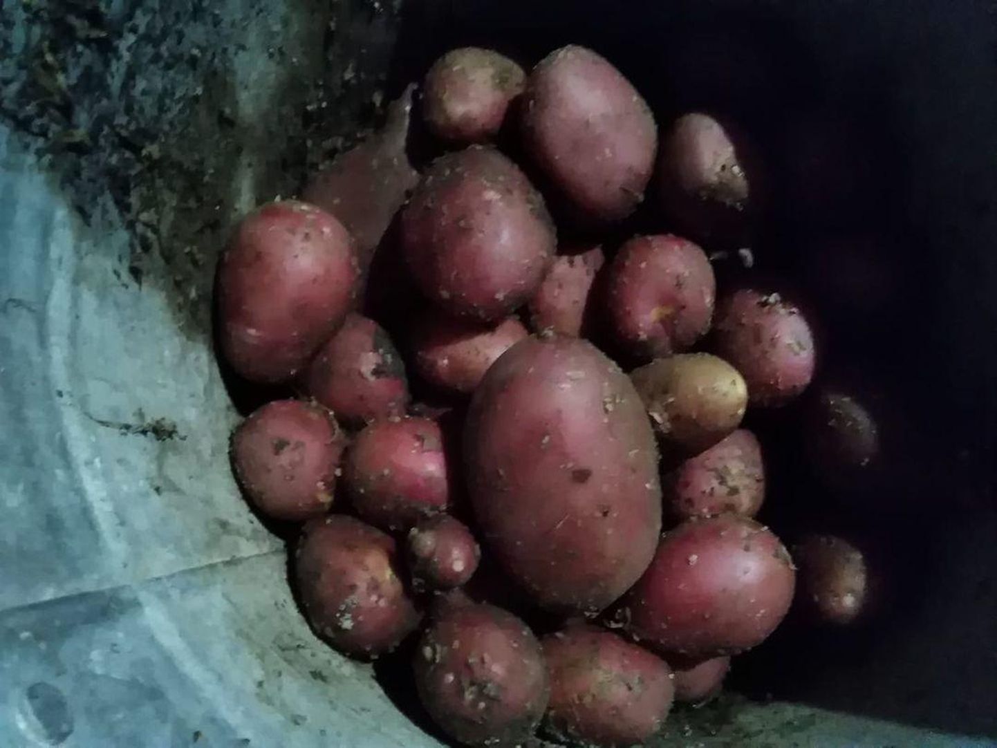 Vimkaga talv pakub jõululauale värsket kartulit.