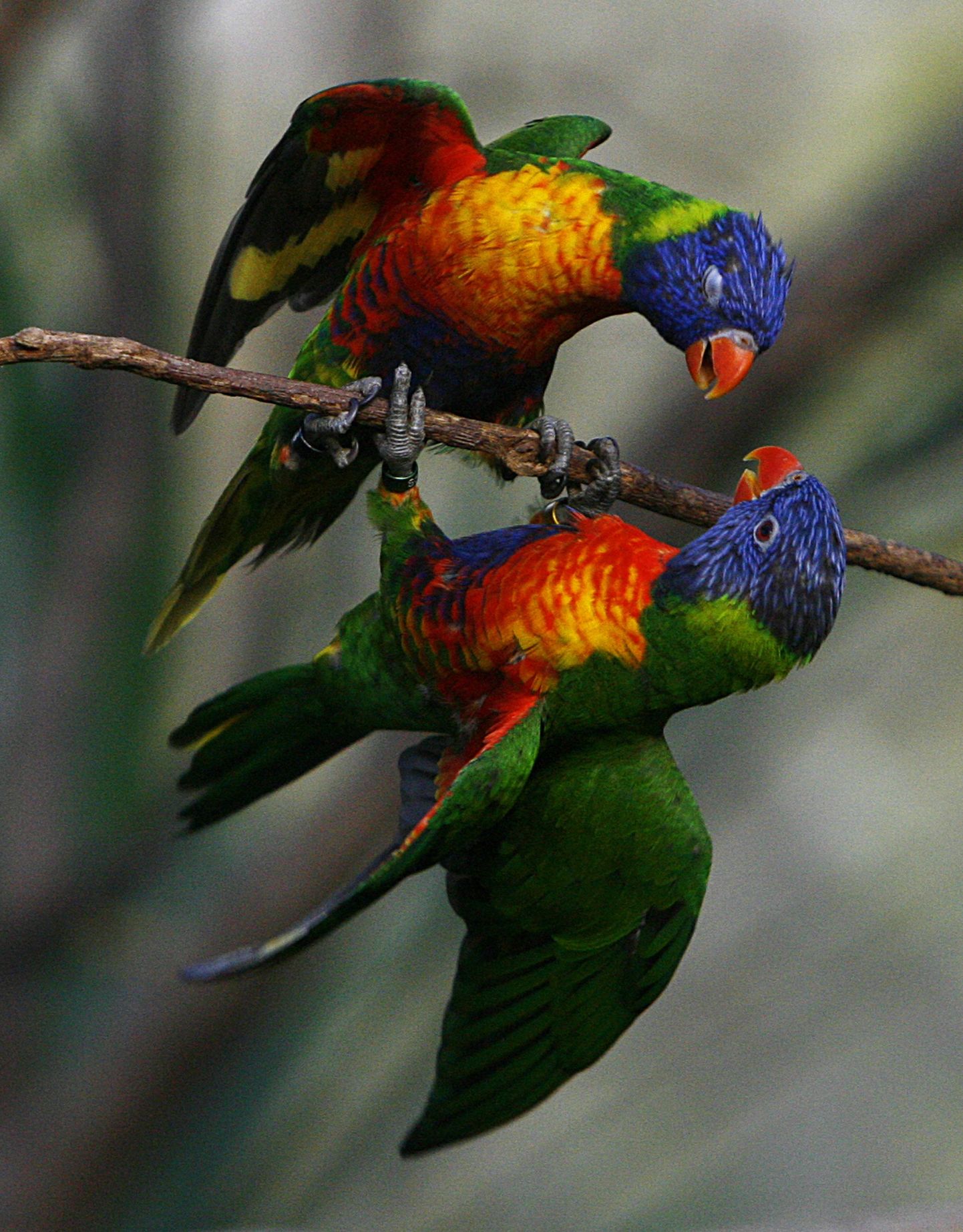 Austraalias «sajab» papagoisid