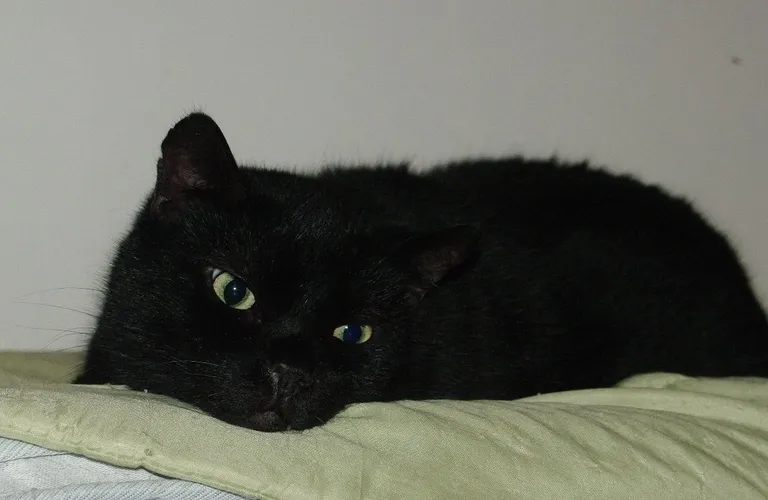 Bobo