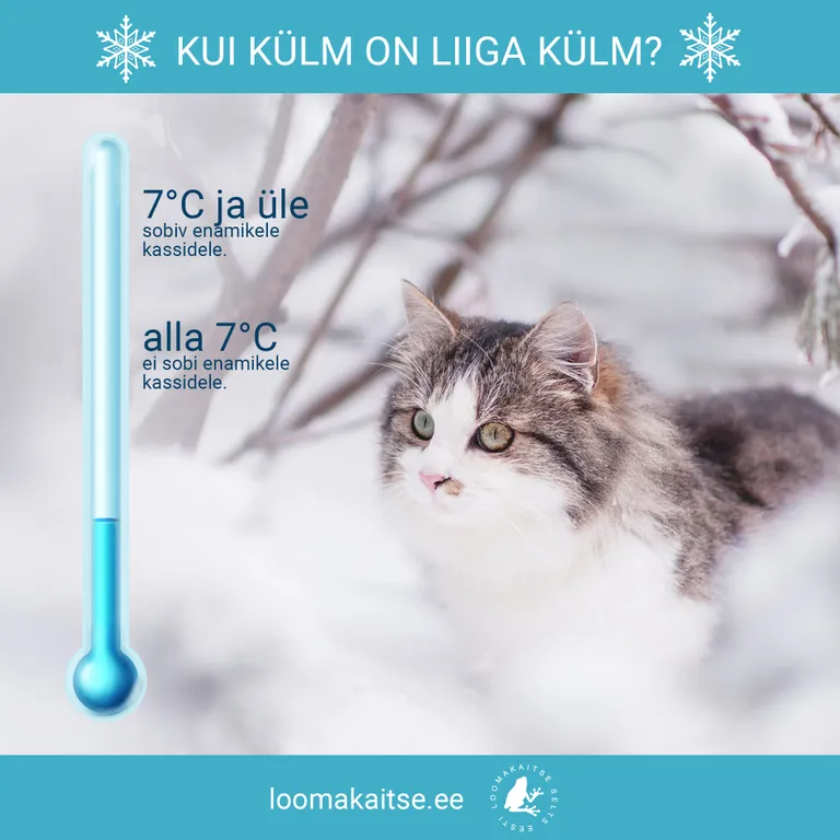 Kasside jaoks on sageli külm juba siis, kui temperatuur langeb alla seitsme kraadi.