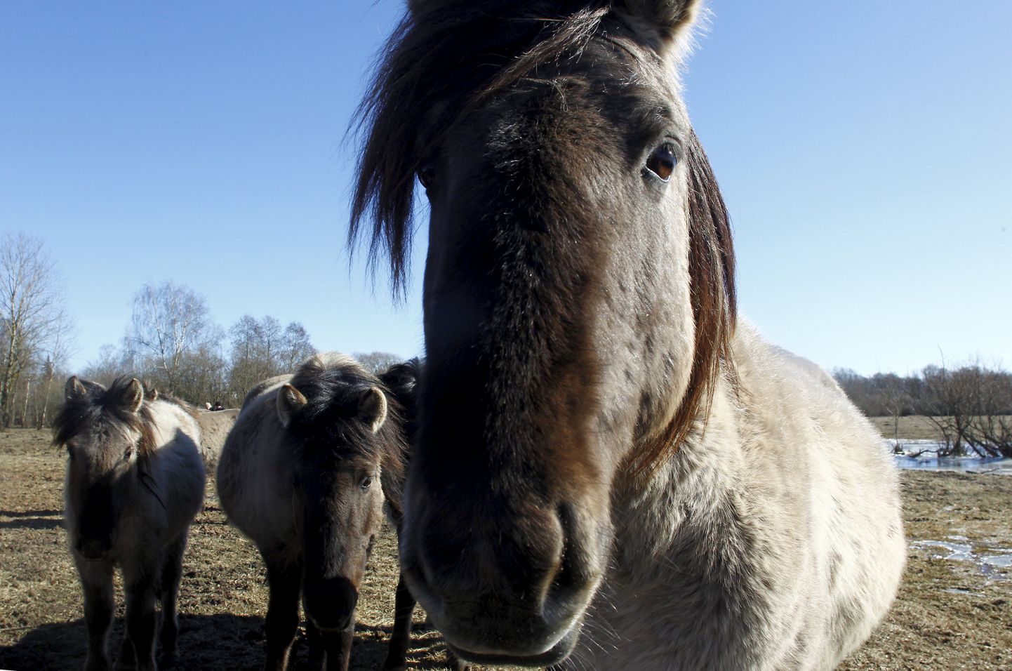A view of wild horses at the Pilssala natural reserve in Jelgava, Latvia, 18 March 2018. The animals were imported from The Netherlands to keep floodplain meadows from overgrowing.  EPA/TOMS KALNINS