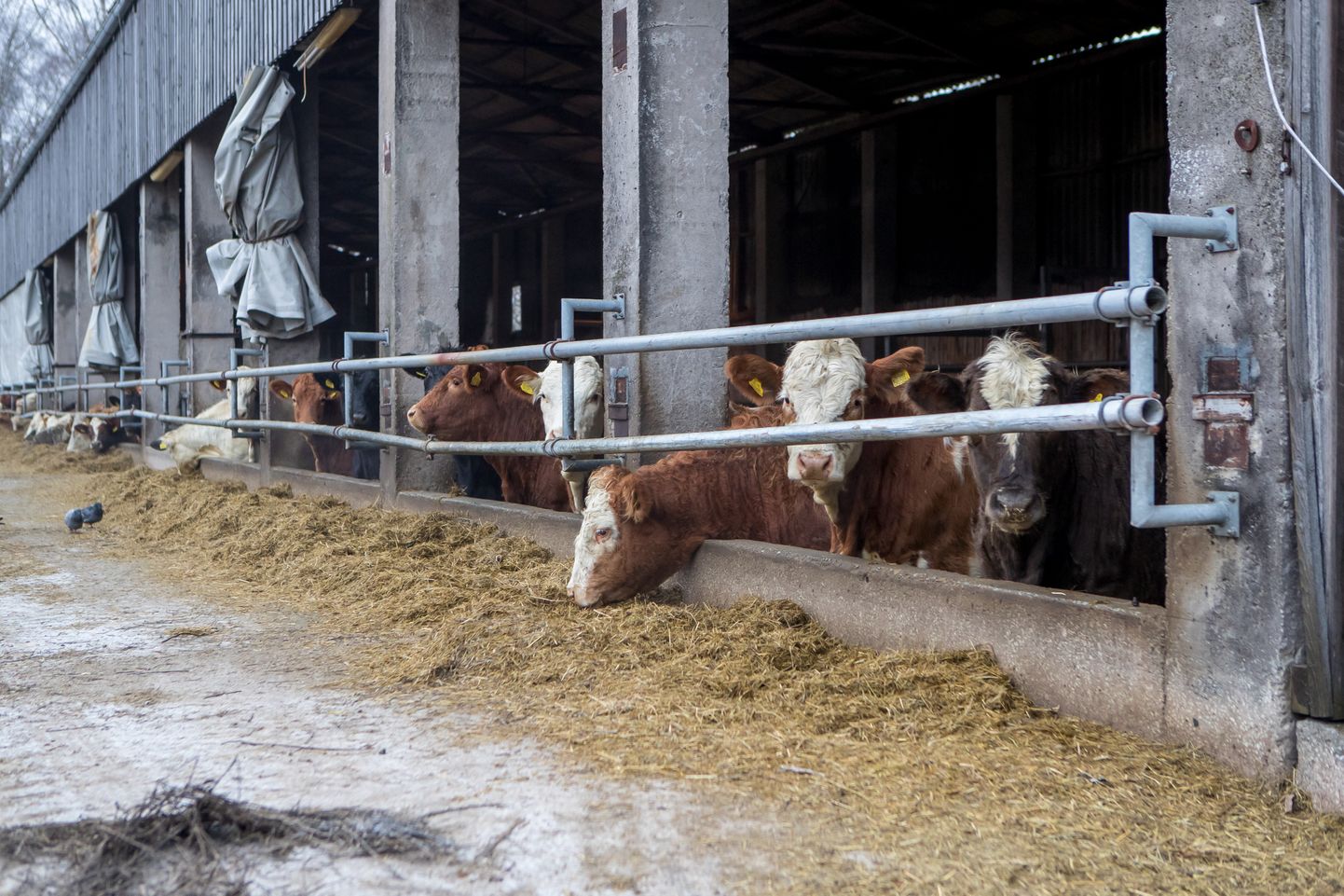 KURB LUGU: Viimasel kümnendil kahe omaniku käes olnud Hellamaa farmil pole määratud piima toota.