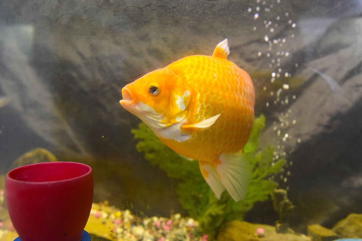 Kuldkala suudab kuid vees ilma hapnikuta toime tulla.