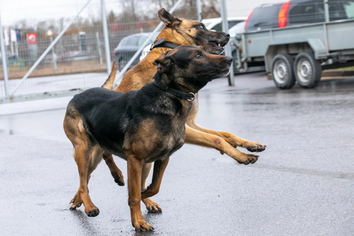 Politseikoertest Eestis puudust ei ole – neljajalgseid korravalvureid on 81. Rakveres loob alates aprillist korda viieaastane Tiissel (esiplaanil), kes on siinse pikaajalise koerajuhi Raul Bambergi kolmas “belglane”, samuti on tal abis kohe pensionile suunduv Nacho ja noor Mauser (tagaplaanil).