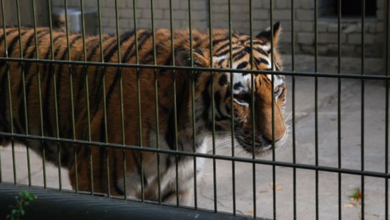 Ja Tallinas zoodārzā mītošo tīģermeiteni Britu pasauc vārdā, viņa sasveicinoties sprauslā un labprāt pozē fotogrāfiem 