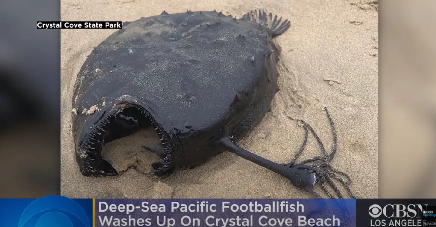 USA California rannalt leiti merikurat