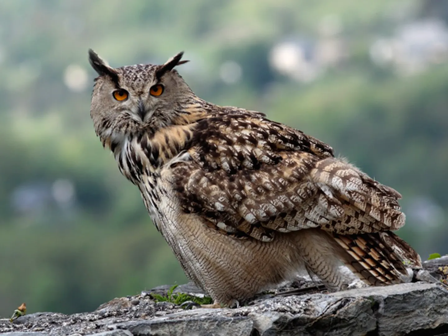 Isane kassikakk kaljuserval.