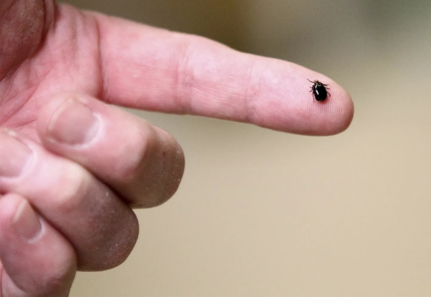FILE - In this March 24, 2017 photo,  a tick is displayed in Plainville, Mass. A late-summer drought virtually eliminated ticks in parts of New England but they’re back with a vengeance this spring. Dog ticks, which do not carry Lyme disease, have been especially active since early spring in Maine, New Hampshire and Vermont in 2021.   (Paul Connors/The Sun Chronicle via AP)