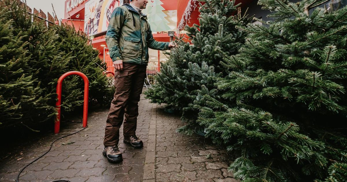 Jõulupuude müük kogub hoogu