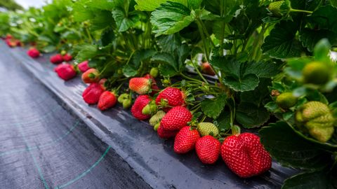 Üks toidujääk, mis paneb maasikad mühinal kasvama ja parandab saagikust