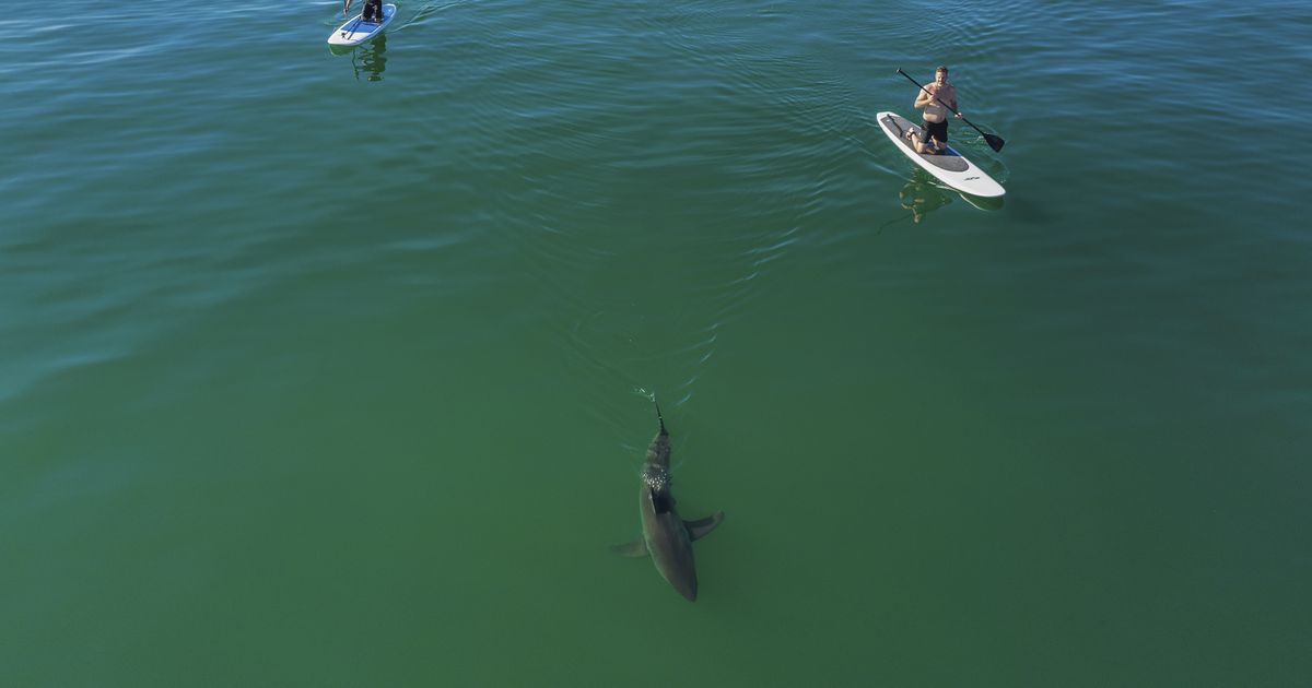 AUSTRAALIA ERITI OHTLIK ⟩ Hairünnakutes hukkus mullu kaks korda rohkem inimesi kui aasta varem