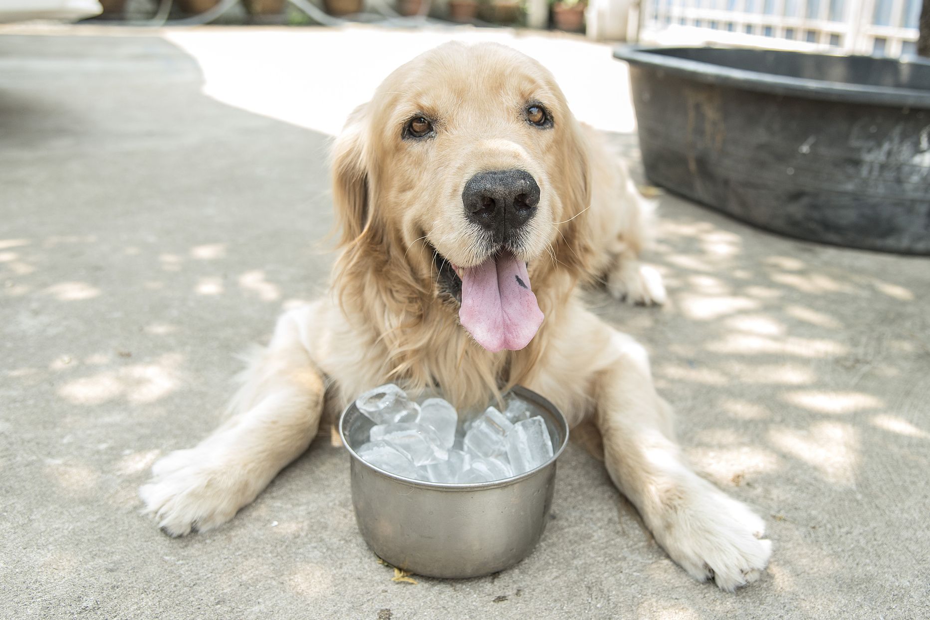 Jääkuubikud võivad kuumal suvepäeval olla koerale väga suureks abiks.