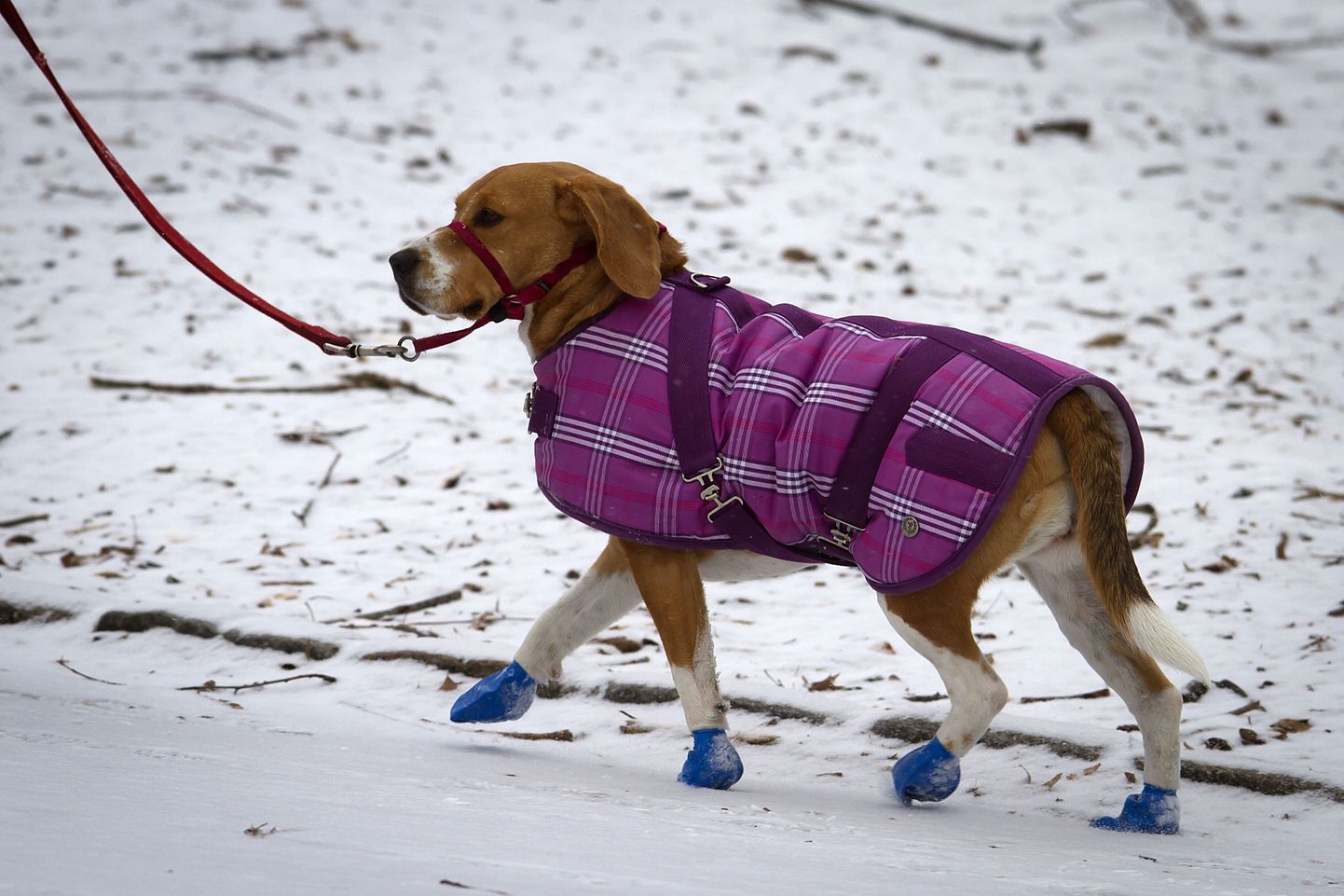 Koer, kelle karv ei ole nii paks, vajab külmade ilmade üleelamiseks jopet.