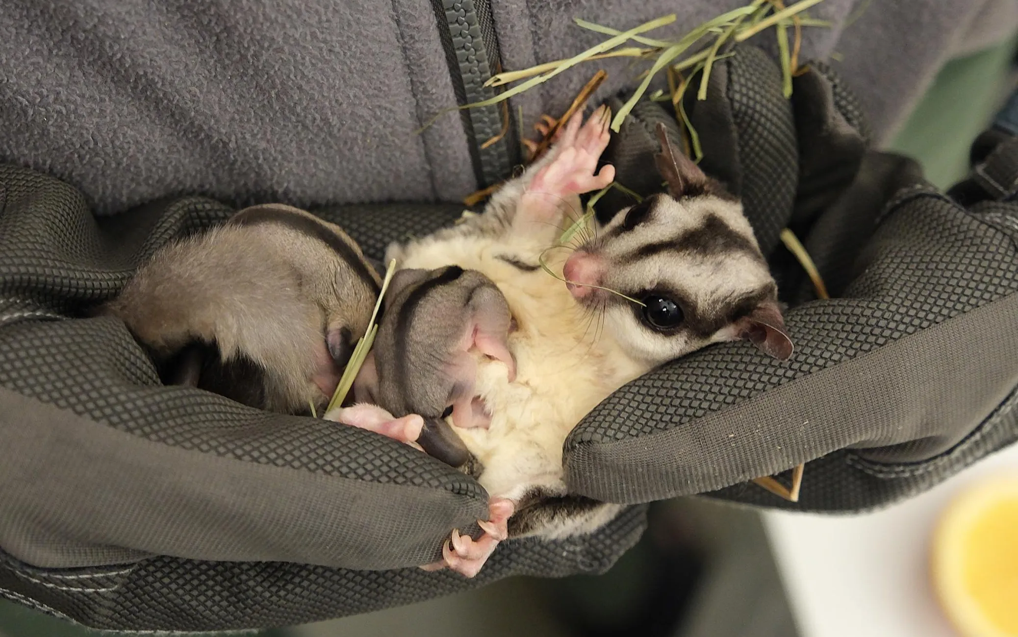 Suhkru-liugurpossum Leti kahe pisipojaga.