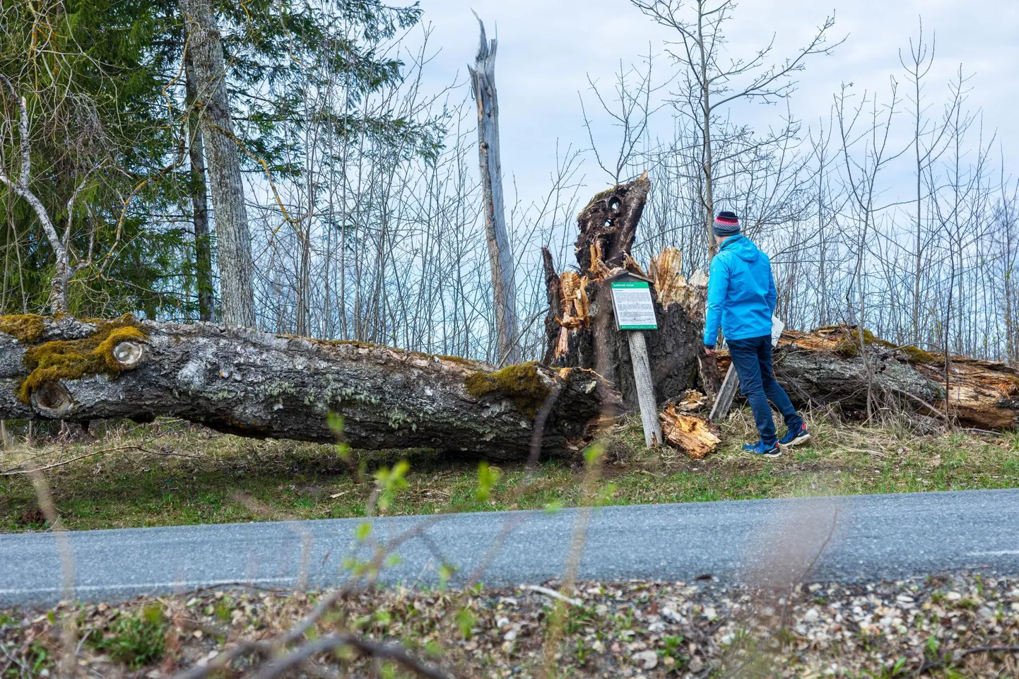 Siiruse kask Võrumaal Anstla vallas Koigu külas
