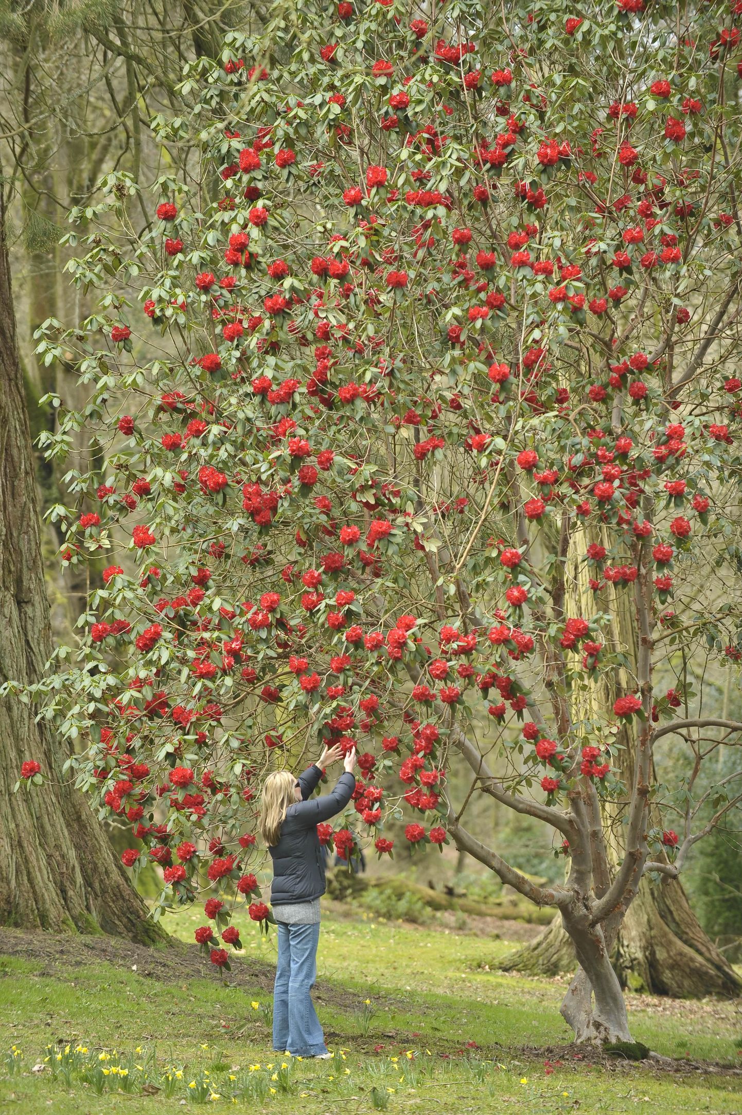 Õitsev rododendron Inglismaal.