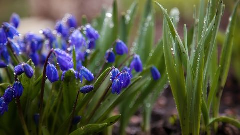 Sestdien daudzviet Latvijā līs un pūtīs brāzmains vējš