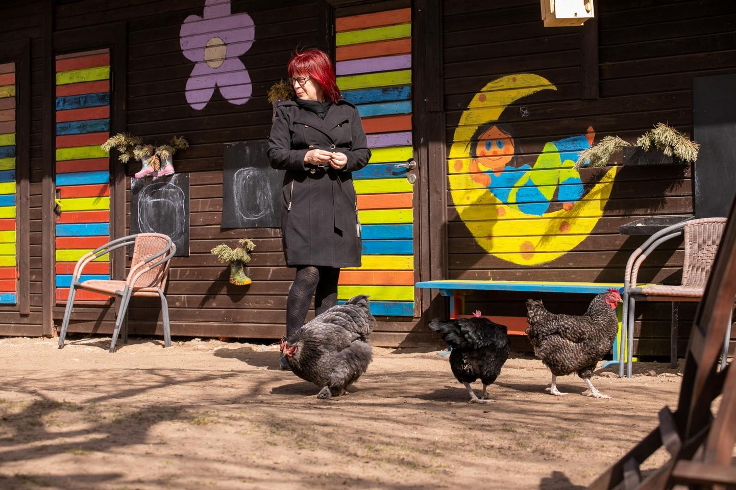 Kolm aastat on Rakvere Kauri lasteaias olnud palju rõõmu kanadest.
