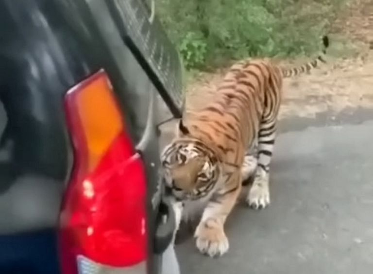 MAastikuautot rünnanud tiiger jäi kõrval olnud autos istunud inimeste kaamerasse.