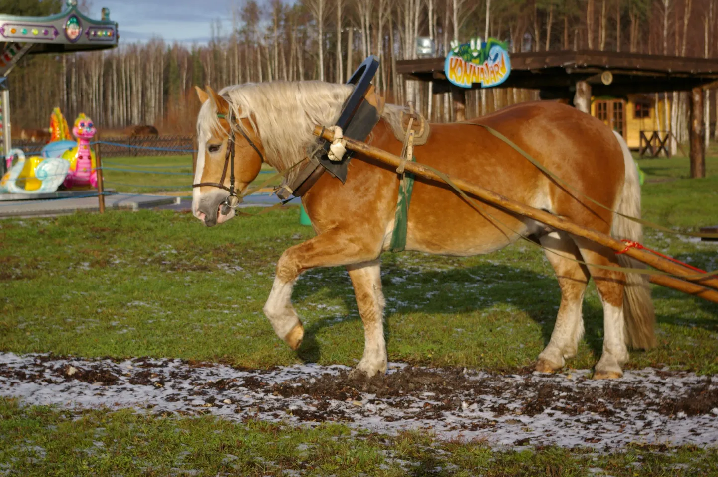 Eesti raskeveotõugu täkk Kuningas.